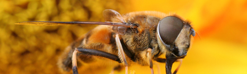 Bee