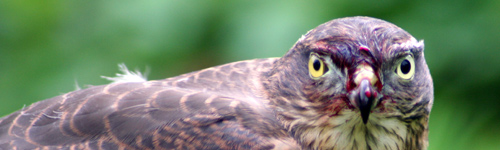 Sparrowhawk