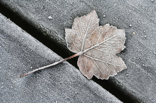 Frozen leaf