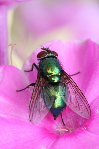 Green bottle fly