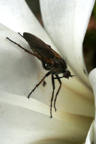 Dance-fly on a white flower