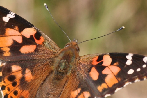 Painted lady butterfly