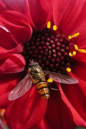 Hoverfly on a red flower